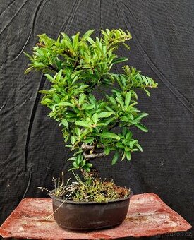 Bonsaj, Bosai - Hlohyne 3