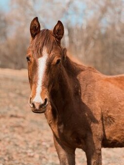 Prodám ročního hřebečka 1/2 APH