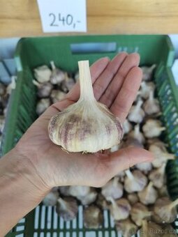 Český česnek ze zahrady odrůda Lukan