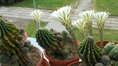 Krasne bile velké voňavé kvetouci mlade kaktusy