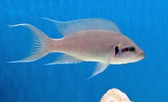 neolamprologus brichardi