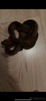 Hroznýš královský Leopard het sharp albino samice