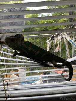 Chameleon