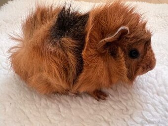 Na prodej roztomilá morčátka 🐹💛