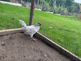 Kohouti araukana levandulová a ayam cemani
