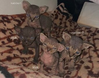 Kanadský Sphynx kaťata bez pp