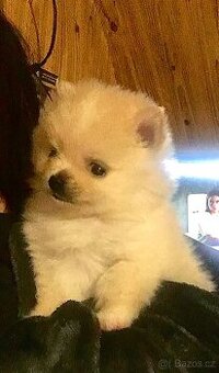 Pomeranian / Pomík - Fenka