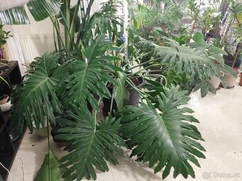 Filodendron