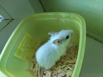Osmák degu