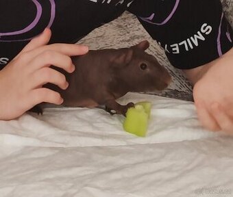 Daruji 2 skinny morčátka s vybavením