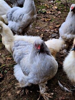 Brahmanka, hedvábnička