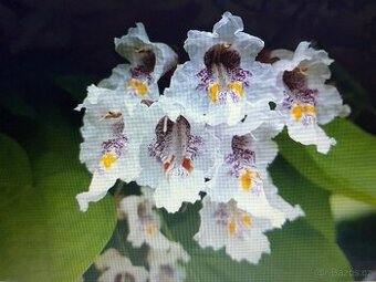 Catalpa stromky Nana - zakrslé, nebo Bignonioides velké