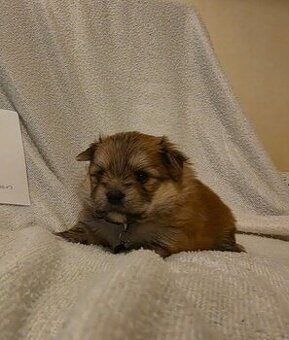 Jorkšírský teriér - Pomeranian