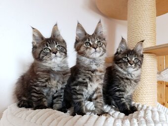 Mainská mývalí koťátka s PP