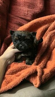 Yorkšírský teriér, Yorkshire