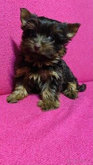 Yorkšírský teriér, Yorkshire