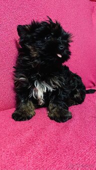 Yorkšírský teriér, Yorkshire