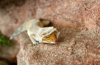 Gekončíci noční s vybaveným teráriem