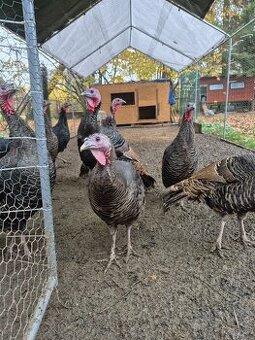 Krůty a krocani bronzovo-černí 6 měsíců