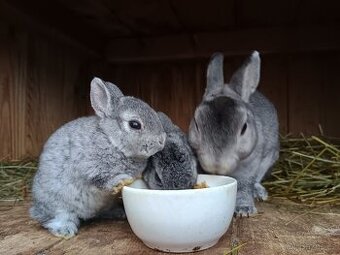 Zakrslý rexík činčilový miminka