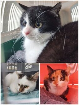 Kočky z Pohorské Vsi