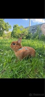 Prodám králíčky