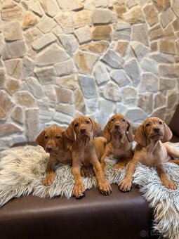 Maďarský ohař s PP - 1