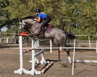 „Dobře přiježděný sportovní kůň pro začátečníky.“