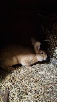 Prodám samce králíka do chovu