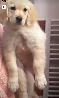 Labradorský Retrívr