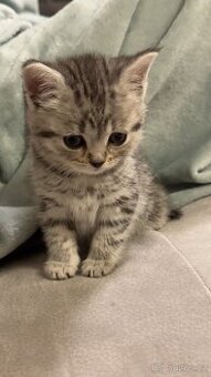 Britské kotě na prodej