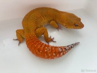 Gekoncik noční 1.0 Green Tangerine