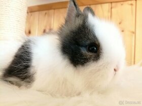 Zakrslý teddy králík - očkovaná mláďata teddíci - 1