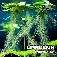 Akvarijni rostlinky - Limnobium laevigatum - 1