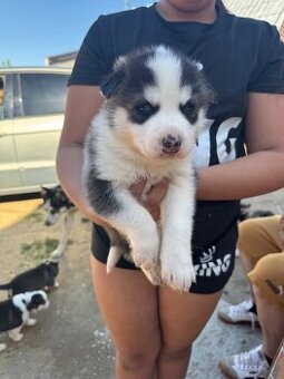 Prodám Husky sibiřský  štěňátka krásné