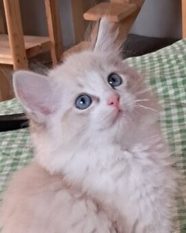 Koťátka ragdoll s PP