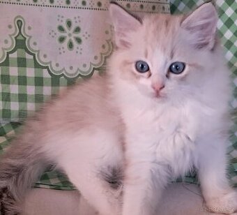 Kočičky  ragdoll s PP