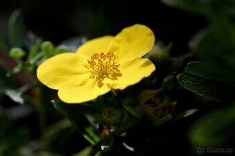 Potentila friticosa- mochna křovitá zluta, bila