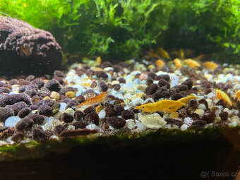Krevetky Neocaridina Davidi - oranžové (možno i Zásilkovnou)