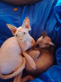 Sphynx