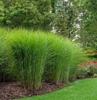 Ozdobnice čínská Miscanthus 3 druhy
