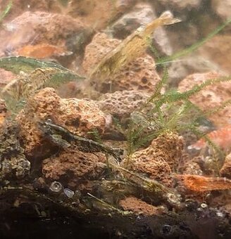 Krevetky neocaridina mix