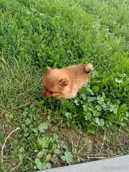 Pomeranian