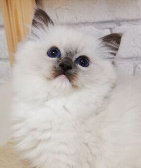 Ragdoll koťátka s PP