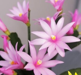 Schlumbergera - Velikonoční kaktus: světle růž. noid (řízek)