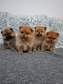 Pomeranian