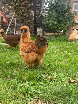 Hedvabnicka kohoutci