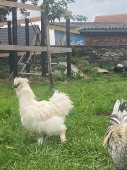 Hedvabnicka kohoutci