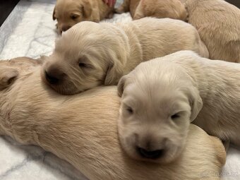 Prodam štěňata zlateho retrivra