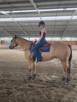 Hledám pronájem kone (western)